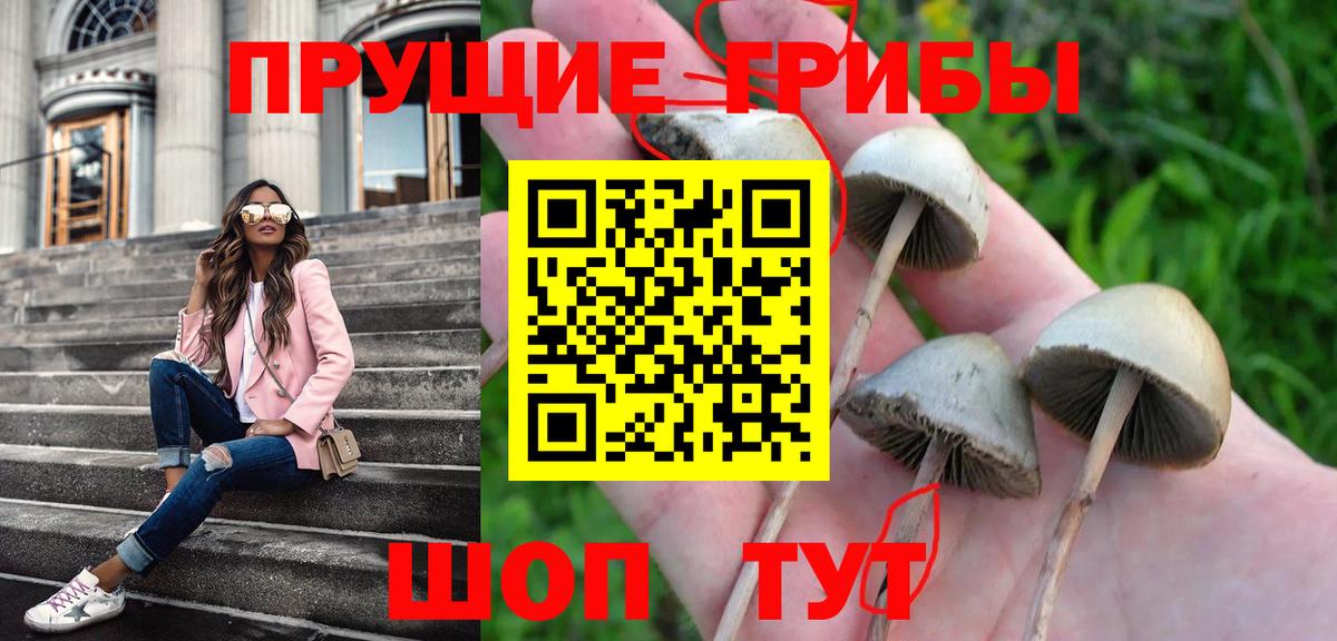 Назрань  где продают наркотики  Вход с VPN  Псилоцибиновые грибы Psilocybine cubensis 